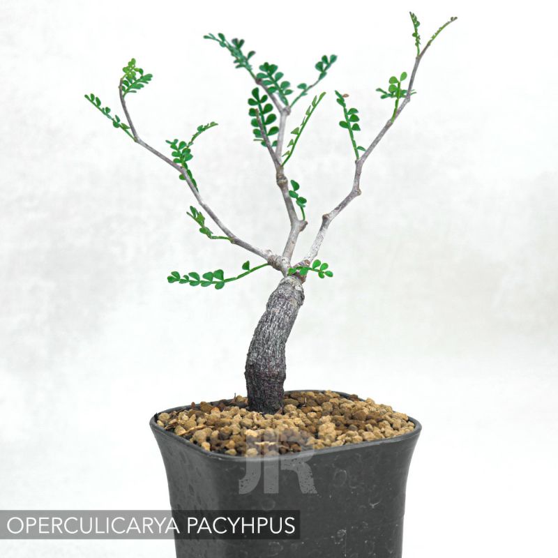 Jual Operculicarya Pachypus ( TANAMAN AFRIKA ) | Shopee Indonesia