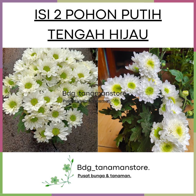 Jual ISI 2 POHON TANAMAN BUNGA KRISAN SERUNI ASTER PUTIH TENGAH HIJAU ...