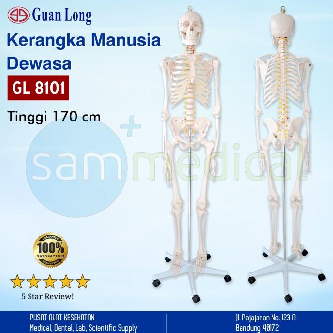 Jual Guan Long Skeleton Full / Model Kerangka Manusia Dewasa 170Cm Gl ...