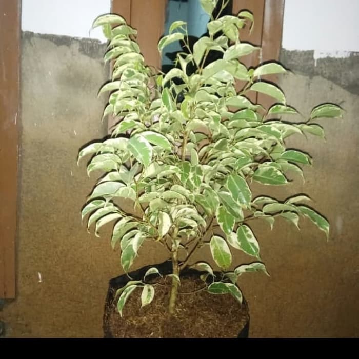 Jual tanaman hias beringin varigata -beringin putih -bringin-pohon