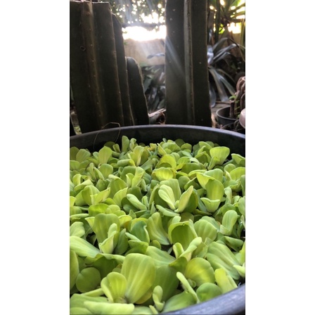 Jual Kayu Apu, Kayu Apung, Apu-apu | Shopee Indonesia