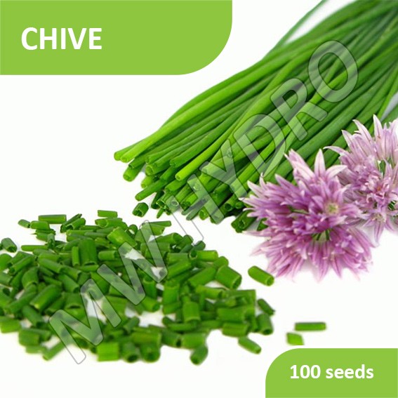 Jual 100 Seed - Benih Chive Import | Shopee Indonesia