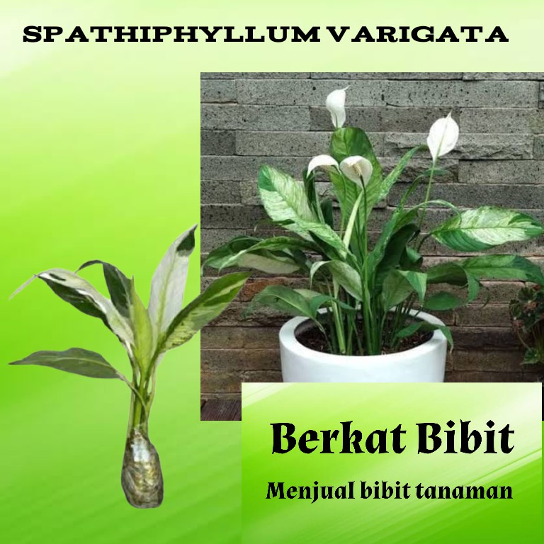 Jual Tanaman Bunga Spathiphyllum Variegata Shopee Indonesia