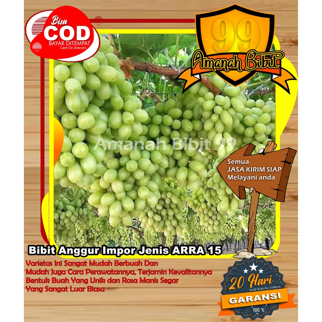 Jual Anggur Impor Jenis ARRA 15 Rasa renyah tidak ada bijinya, mudah ...