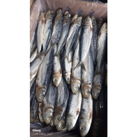 Jual ikan asin JAPUH SIRO grade A ; 500 gram best seller | Shopee Indonesia