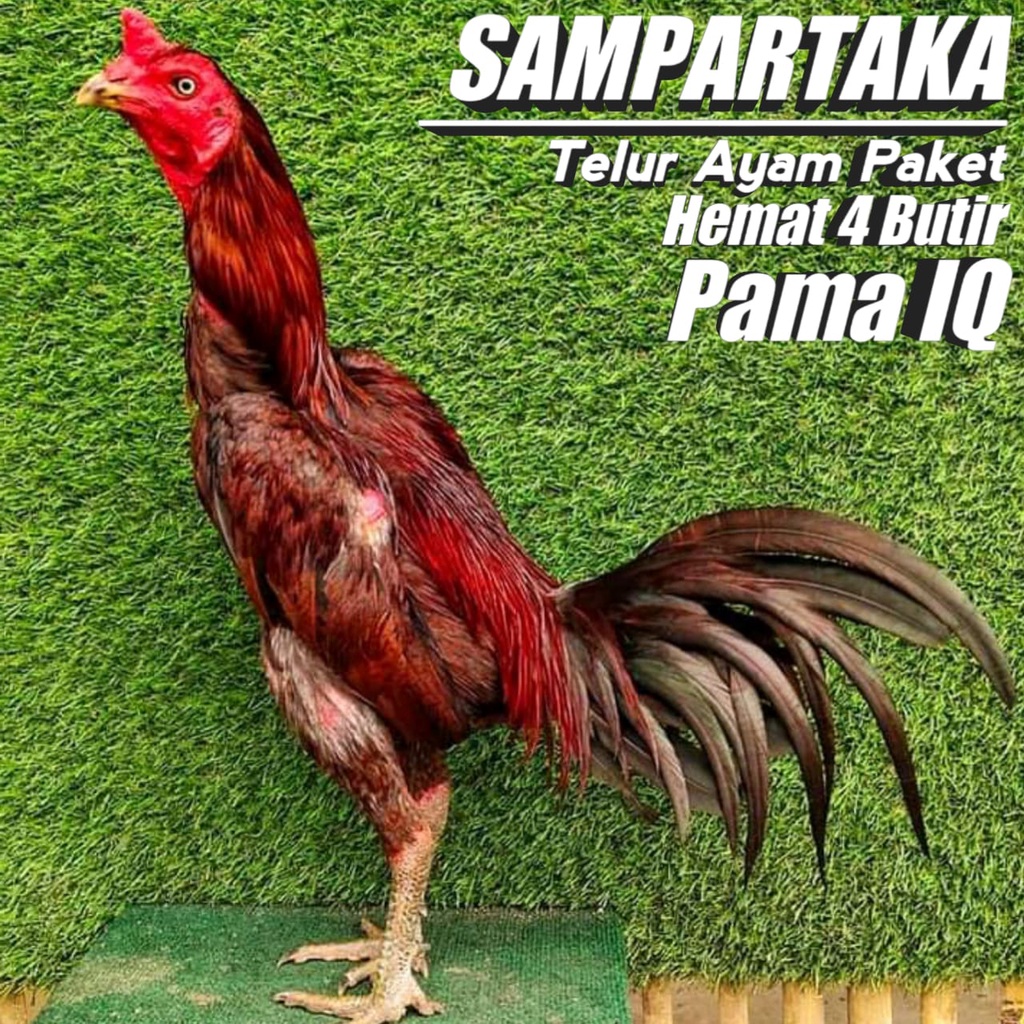 Ayam Bangkok Ori