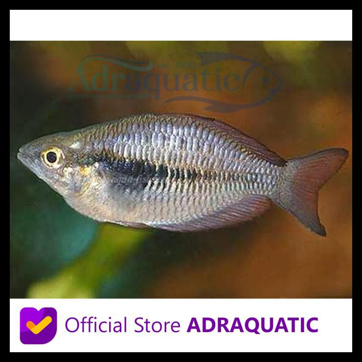 Jual Ikan Hias Rainbow Parva Melanotaenia Parva Lake Kurumoi