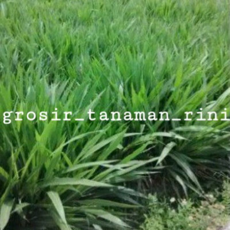 Jual bibit rumput odot super pakan sapi domba & kambing/batang | Shopee ...