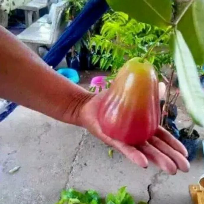 Jual B Ru Paket Bibit Tanaman Hidup Buah Jambu Bajang Leang Ju L