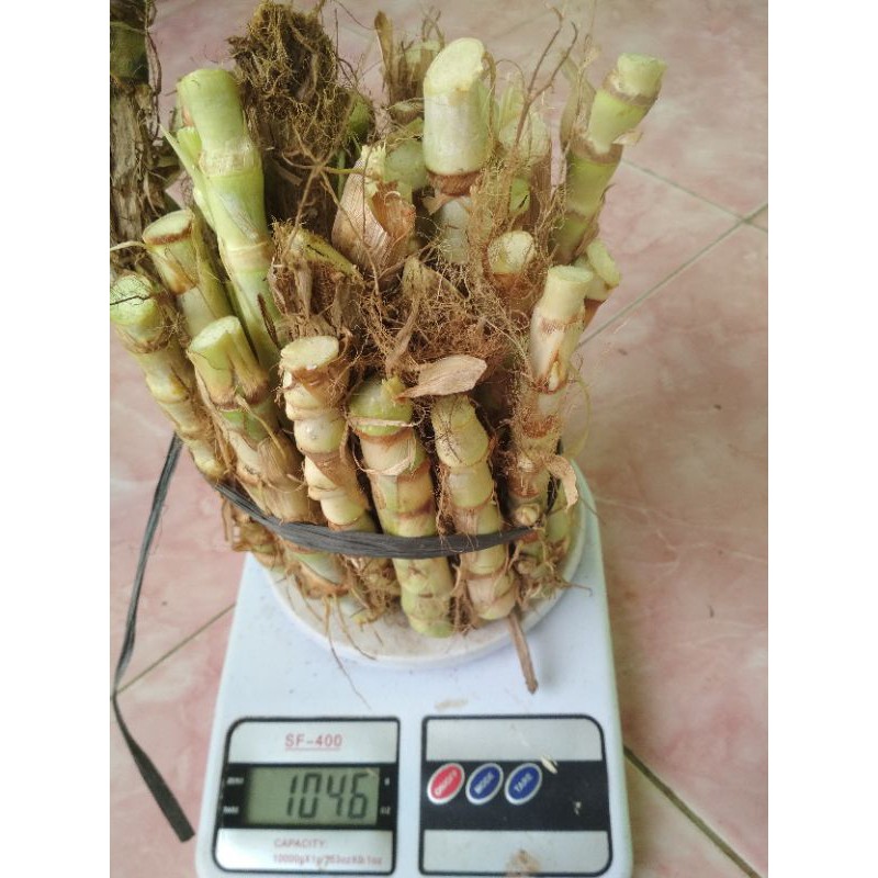 Jual 1 kilo bibit rumput odot pakan ternak sapi kambing kelinci ...