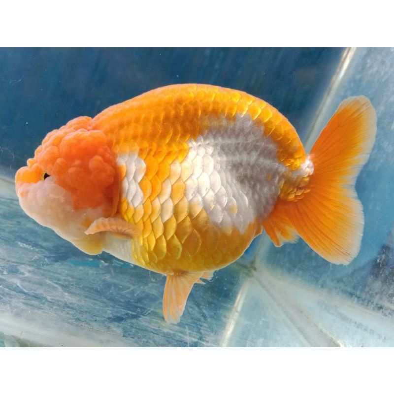 Jual Rancu red white gen import / ikan mas koki rancu/ import thai ...