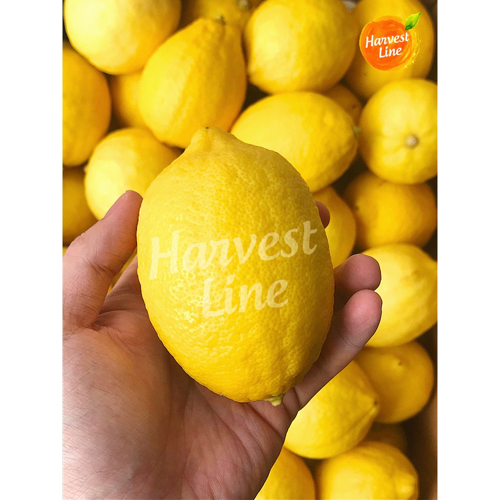 Jual BUAH LEMON IMPORT 1 KG IMPOR PREMIUM [HARVEST LINE] | Shopee Indonesia