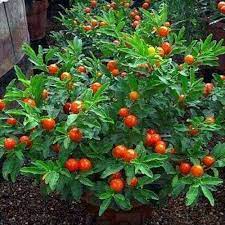 Jual Tanaman Cabai Crismil (solanum pseudocapsicum)/ Krismil / Lombok ...