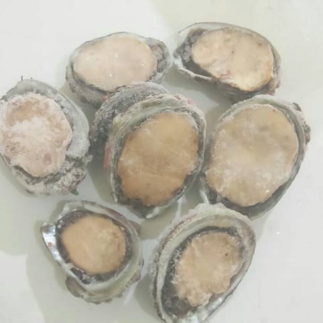 Jual Kerang abalon frozen. Isi 30 per kg | Shopee Indonesia