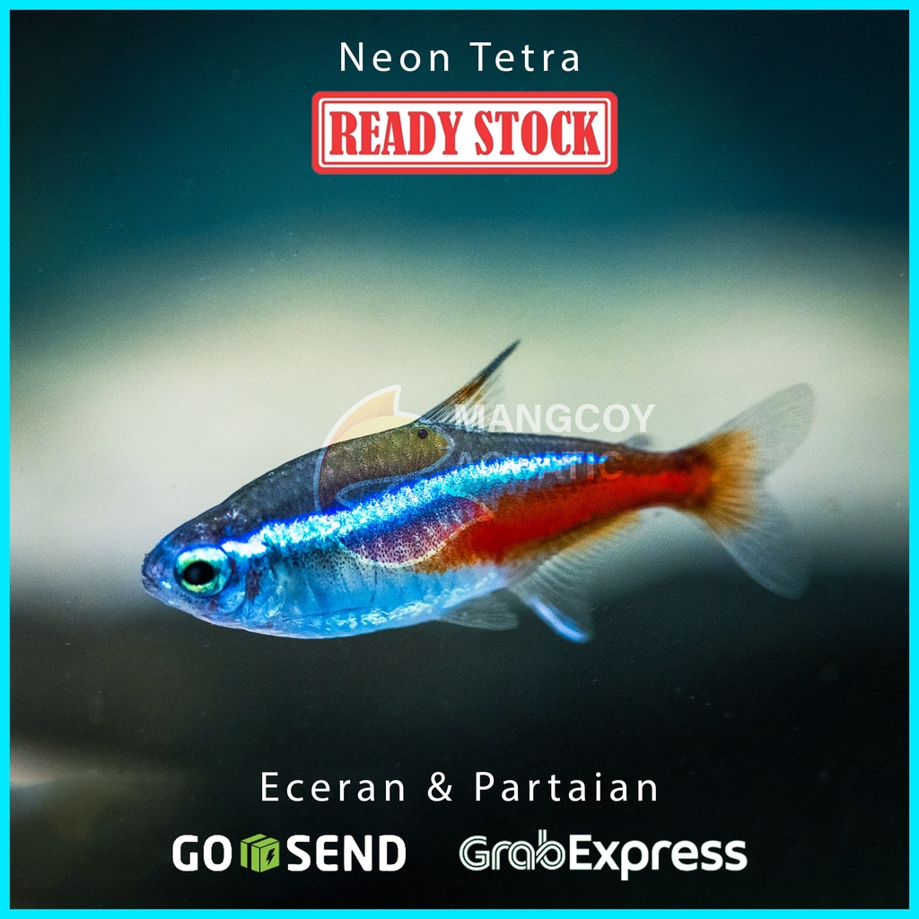 Jual Neon Tetra Ikan Hias Aquarium Ikan Hias Aquascape Shopee