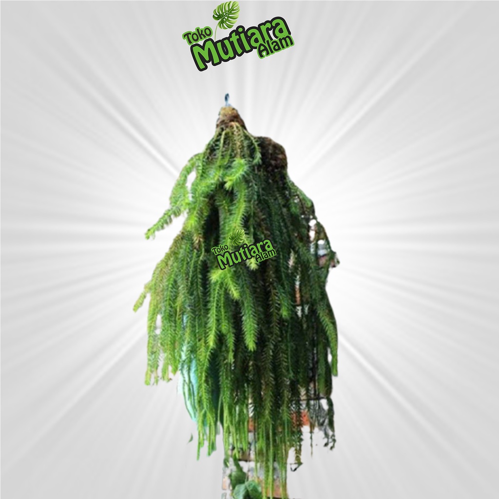 Jual Kumpai cucuk Huperzia Phlegmariurus phlegmaria mutiara alam ...