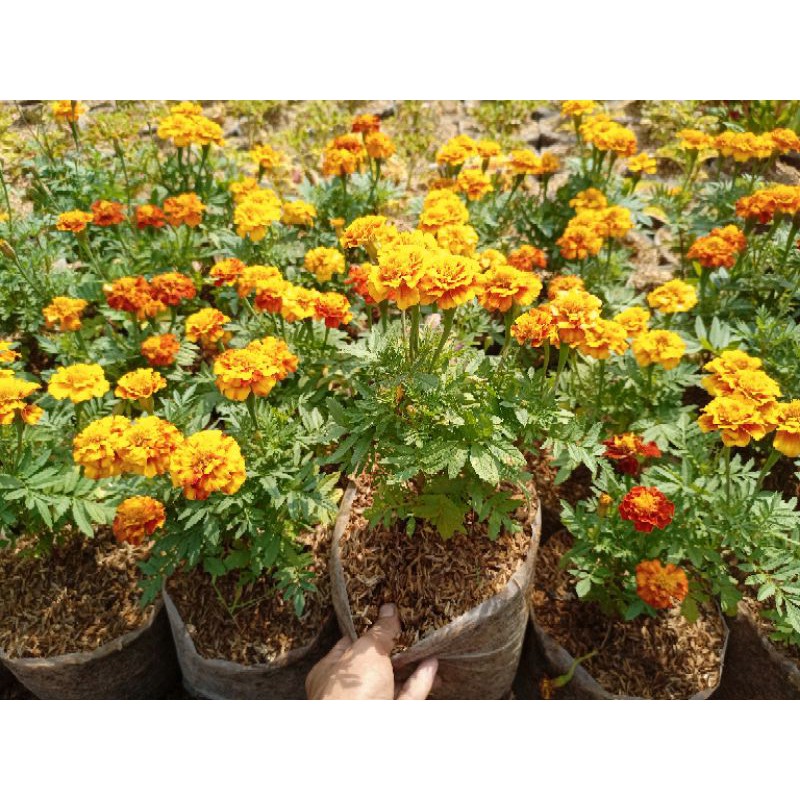 tanaman marigold sunyok mini