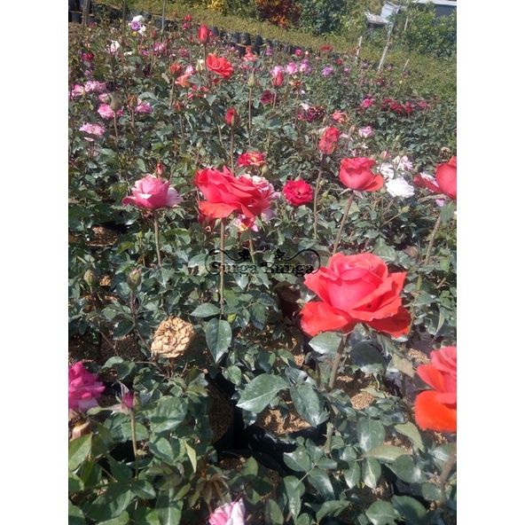 Jual Tanaman Bunga Mawar Indukan Super Besar Mawar Holland (rosa sp ...