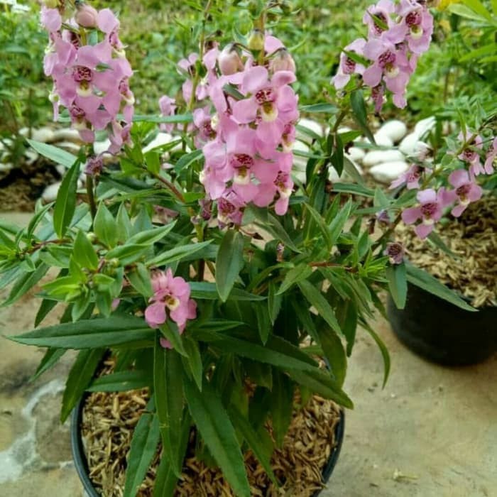 Jual Tanaman Hias Lavender Angelonia Bunga Pink Dan Ungu | Shopee Indonesia