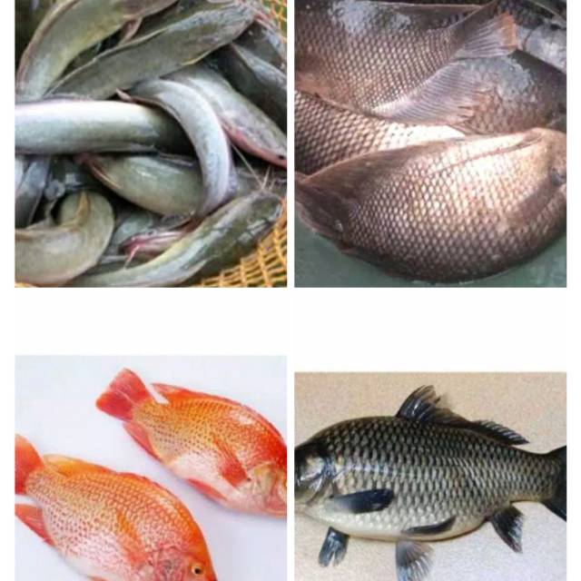 Jual Ikan Mandarin Terlengkap Harga Terbaru September 2025