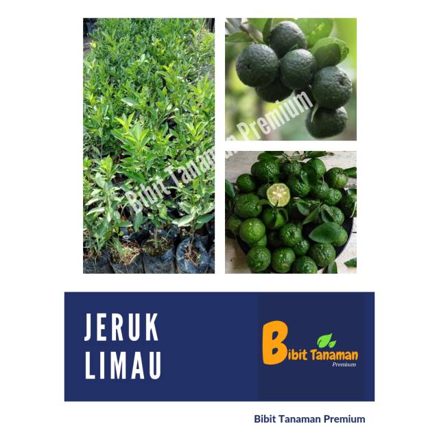 Jual Bibit Jeruk Limaulimosambal Bibit Tanaman Premium Shopee Indonesia 0984