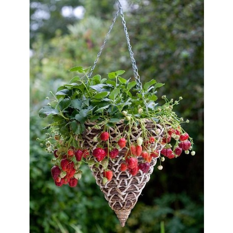Bibit Benih Buah Strawberry Rambat (50 Butir)