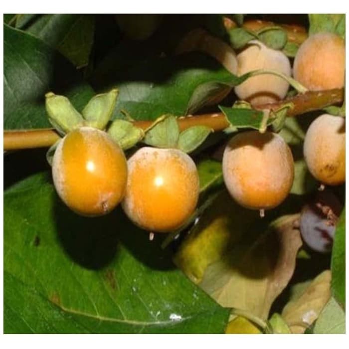 Jual Bibit Benih Biji Buah Kesemek Date Plum Persimmon Shopee Indonesia