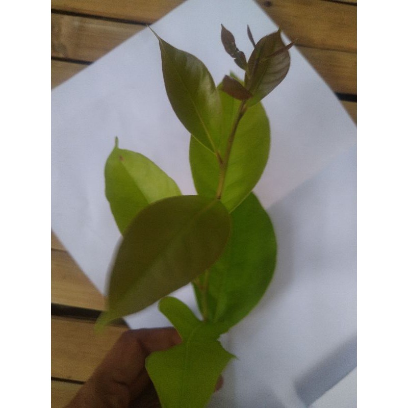 Jual pucuk daun salam muda | Shopee Indonesia