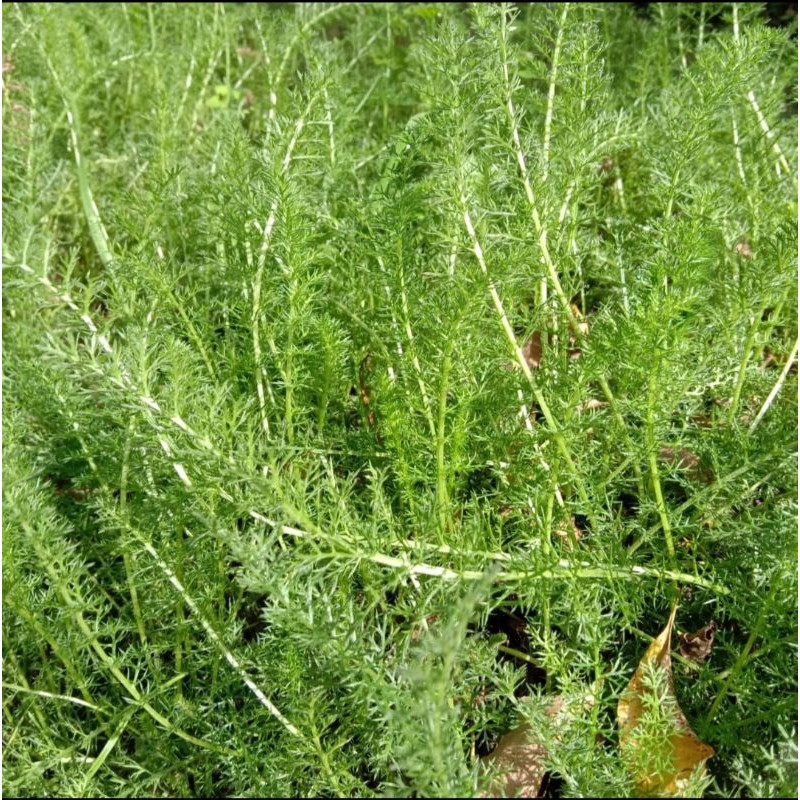 Jual Bibit Yarrow, Bibit Daun Seribu, Tanaman herbal Daun Seribu ...