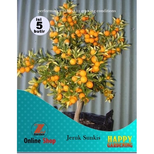 5 seed/butir bibit biji benih tanaman   Bonsai Buah Jeruk Sunkis