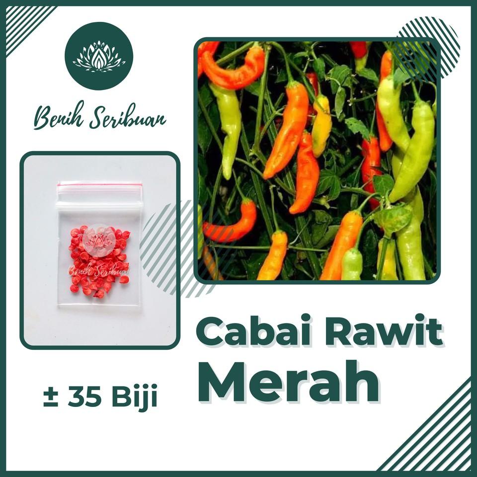 Jual Bs Byl Bibit Sayuran Benih Sayur Paket Lengkap Tanaman Hidroponik Kangkung Bayam Brokoli