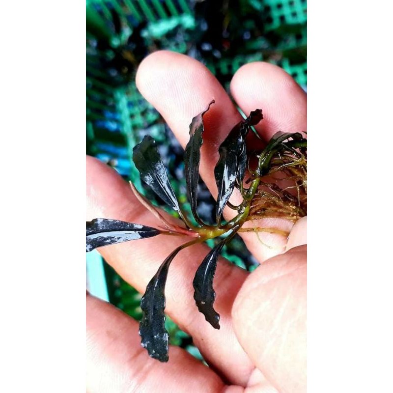 Bucephalandra sp. Ghost Kalimantan ④ Bucephalandra Ghost 2015 | Ships From Austin, Texas - Etsy