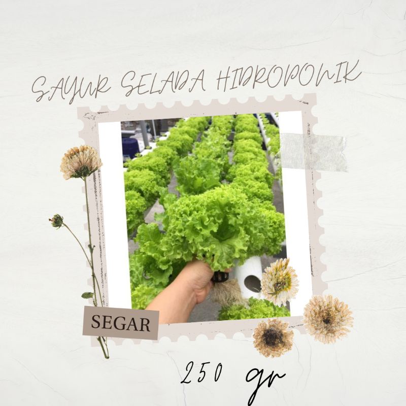 Jual Selada Hidroponik 250gr Shopee Indonesia