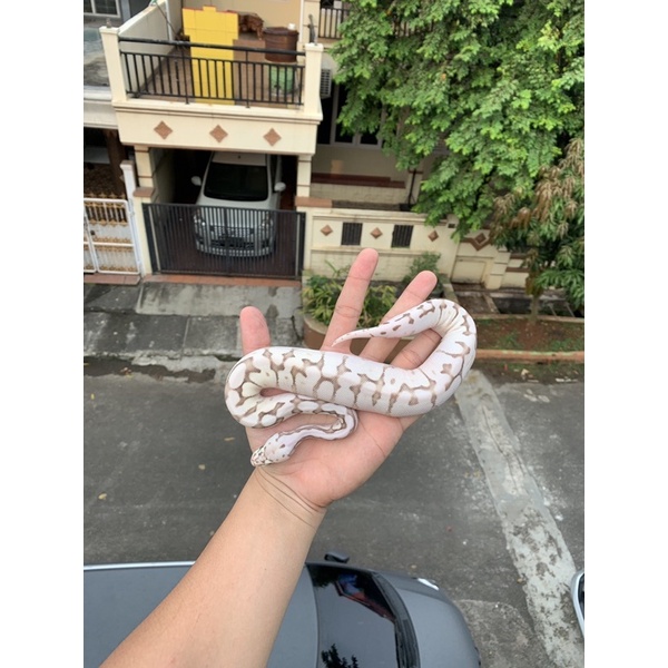 Jual piton regius killer queen bee female / ballpython killer queen bee