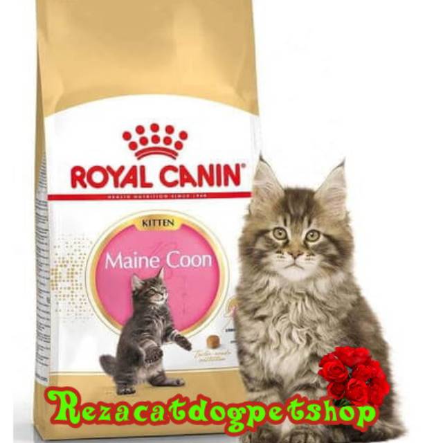 Jual Royal Canin Maine Coon Kitten 2kg - Makanan Kucing Mainecoon ...