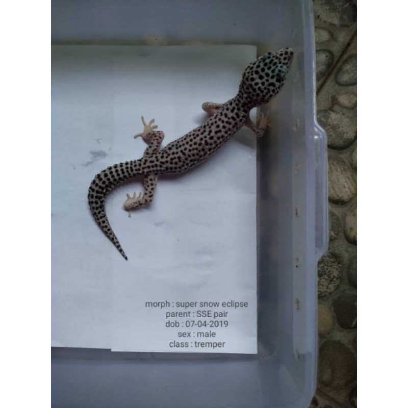 Jual geko super snow eclipse | Shopee Indonesia