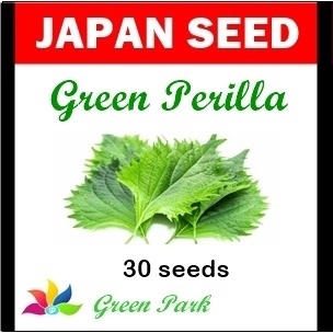 Jual Benih Biji Shiso Green Perilla Pack - Japan Seed | Shopee Indonesia