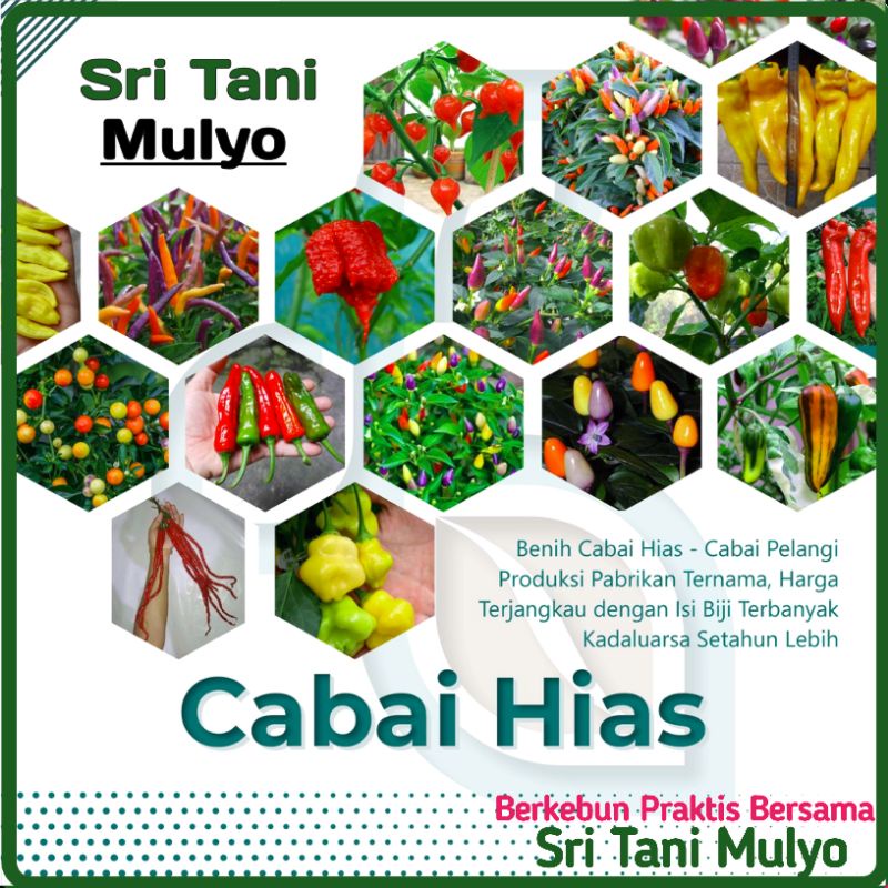 Jual Stm Bibit Cabe Hias Pelangi Benih Tanaman Sayuran Cabai Carolina Reaper Merah Bolivian