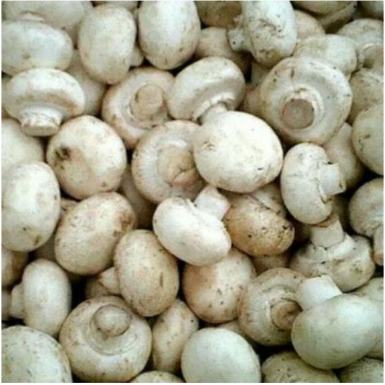Jual Jamur Kancing/Jamur campignon Shopee Indonesia