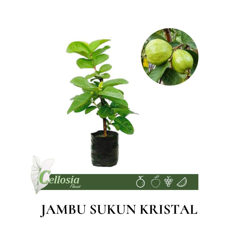 Jual Bibit Tanaman Buah Jambu Sukun Kristal Berbuah Shopee Indonesia