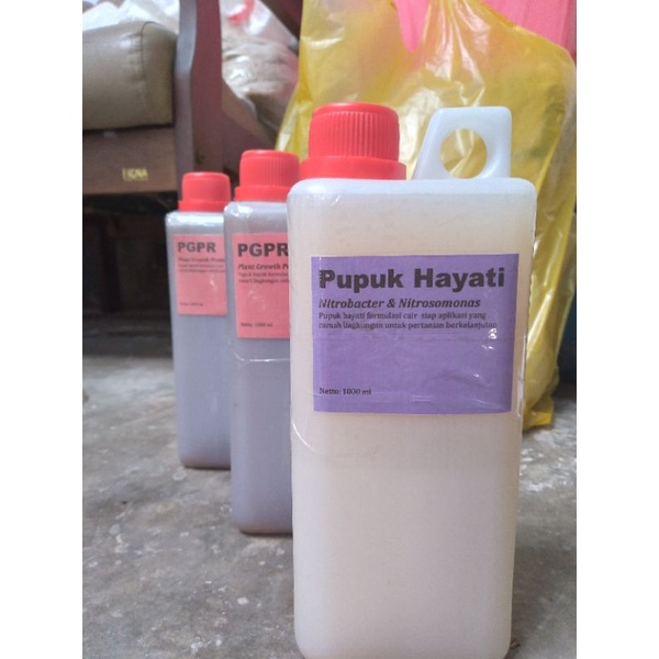Jual Pupuk Hayati Untuk Perakaran Rhizobium - Azotobacter ...