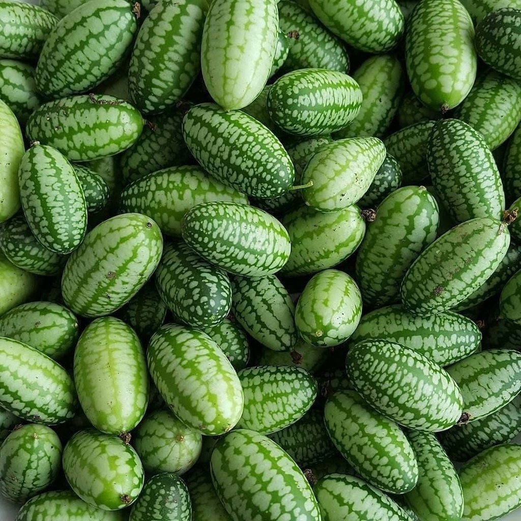 Jual Benih Import CUCA MELON - Timun Semangka Mini Mexico - Daily Farm ...