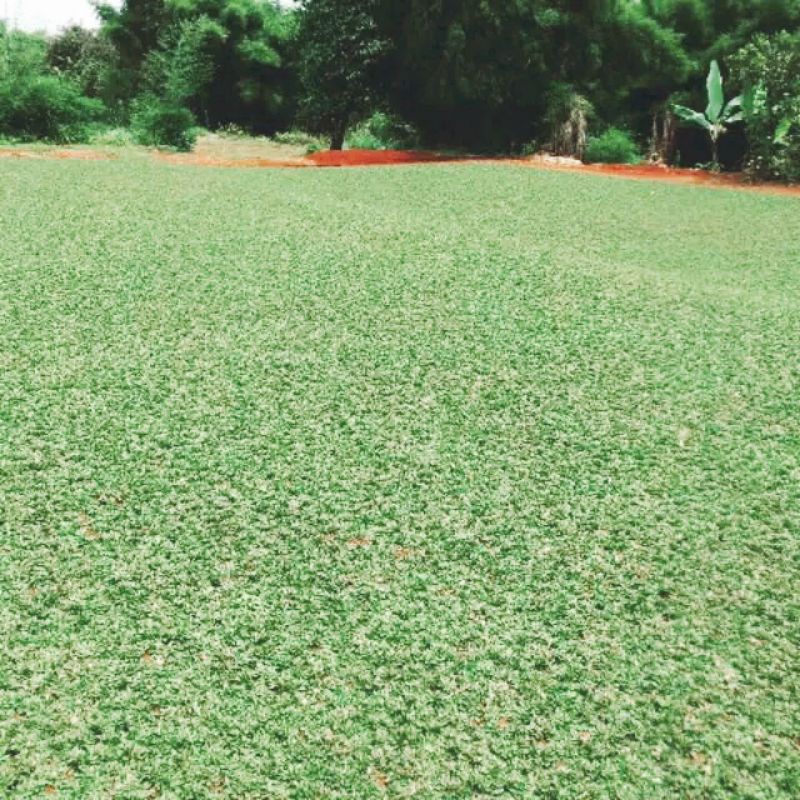 Jual taman hias rumput gajah mini | Shopee Indonesia