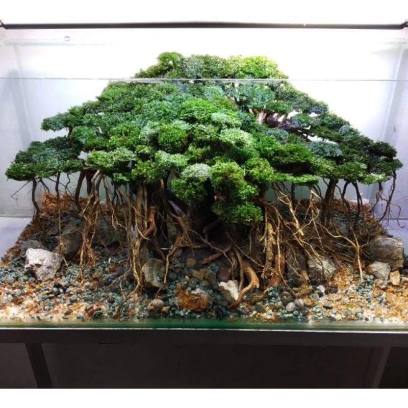 Bonsai mini ukuran p25.cm & p20.cm