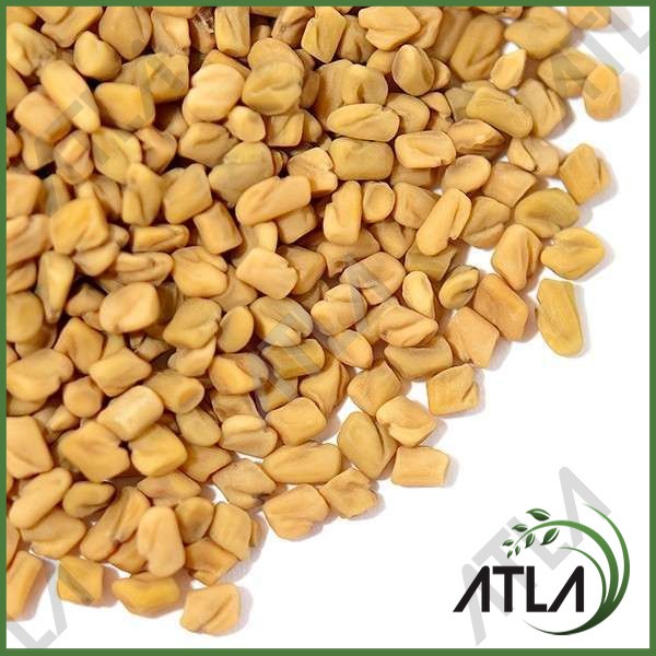 Jual Benih Tanaman Fenugreek Bibit Herbal Hulbah Biji Klabet Kelabat