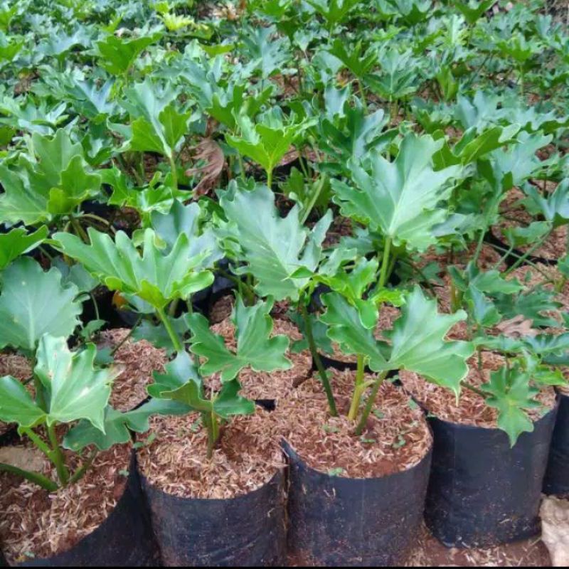 Jual pohon philo dendrum MURAH | Shopee Indonesia