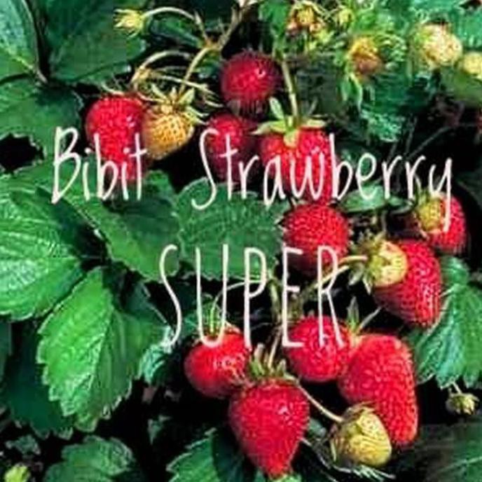 Jual Nh” Tanaman Buah Strawberry Super Jumbo California Bibit Stella ...