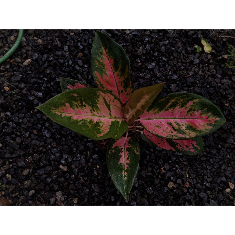 Jual Aglaonema Red Kochin Shopee Indonesia