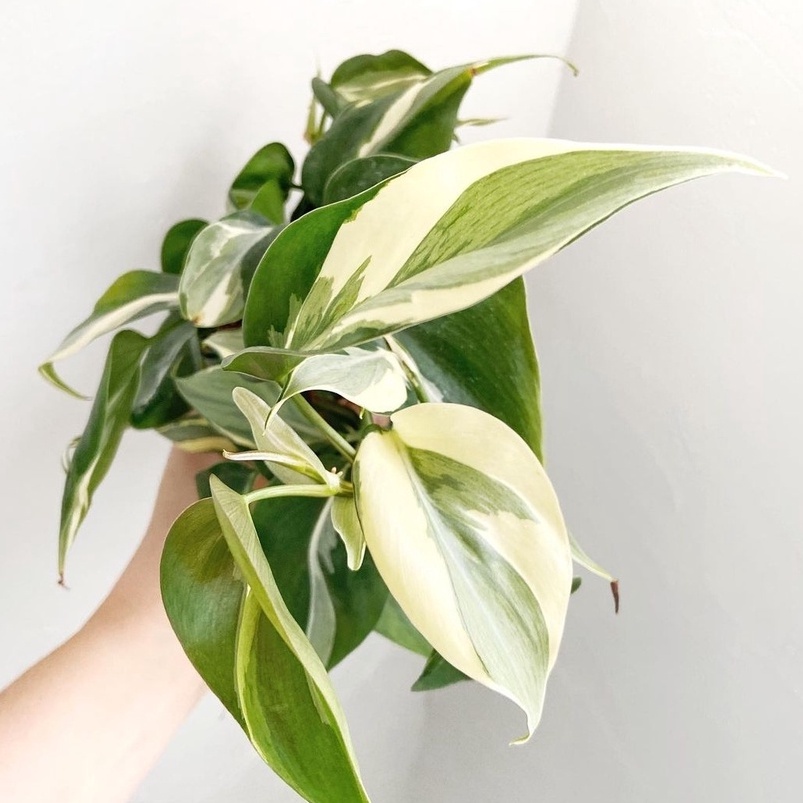 Jual Philodendron Rio Philo Anakan Tanaman Pilodendron Tanaman Hias ...