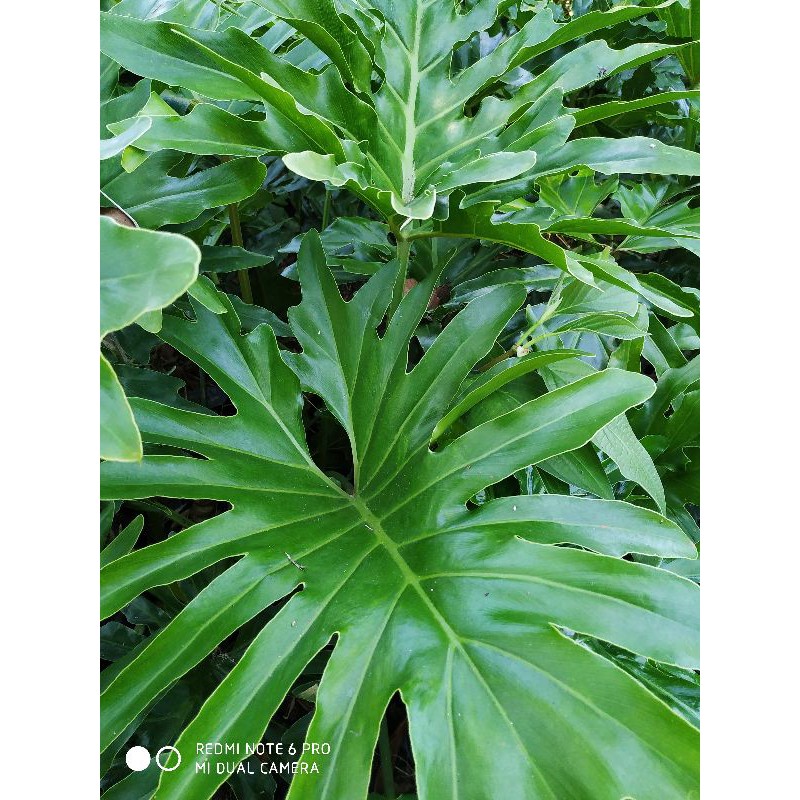 Jual Daun Pilo Dendron | Shopee Indonesia